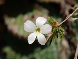 صورة Hemiphragma heterophyllum Wall.