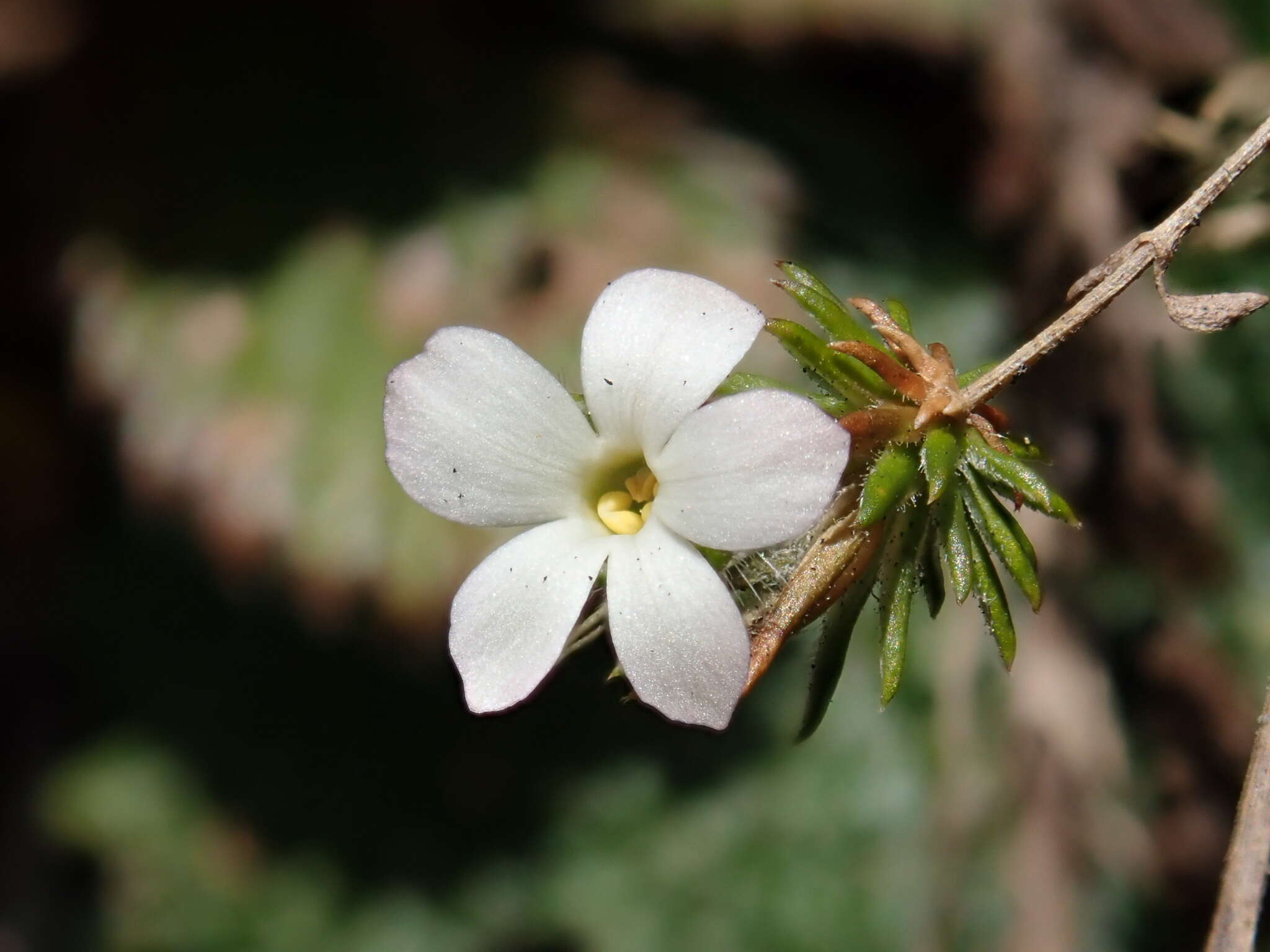 صورة Hemiphragma heterophyllum Wall.