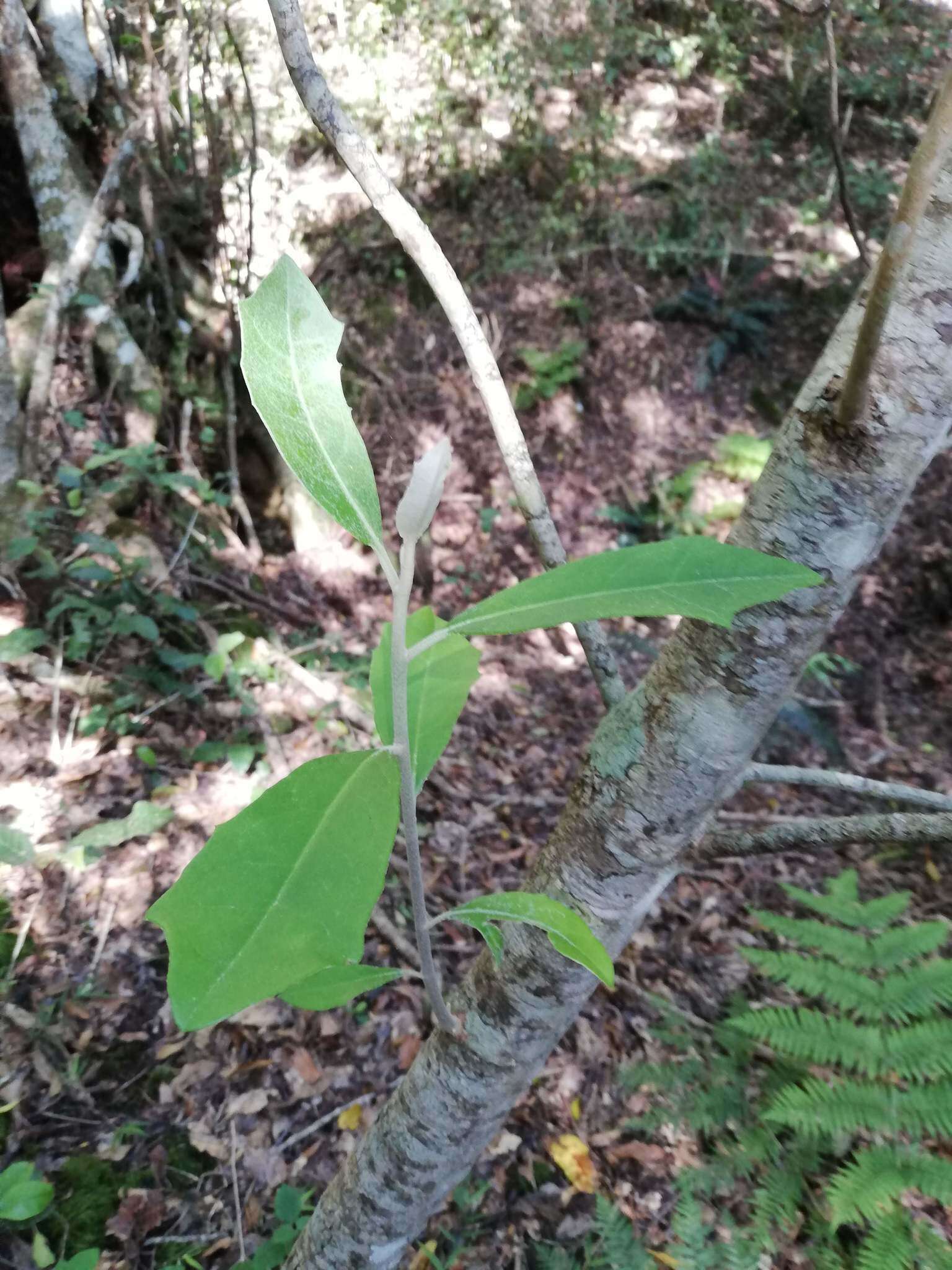 Image of Brachylaena glabra (L. fil.) Druce