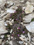 Image of Rocky Mountain dwarf-primrose