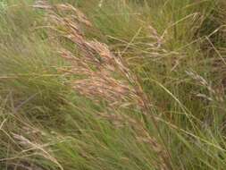 Image of common russet grass