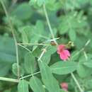 Слика од Indigofera galpinii N. E. Br.