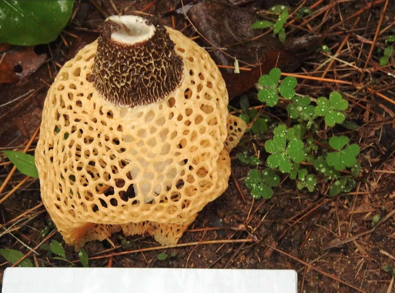 Plancia ëd Phallus luteus (Liou & L. Hwang) T. Kasuya 2009