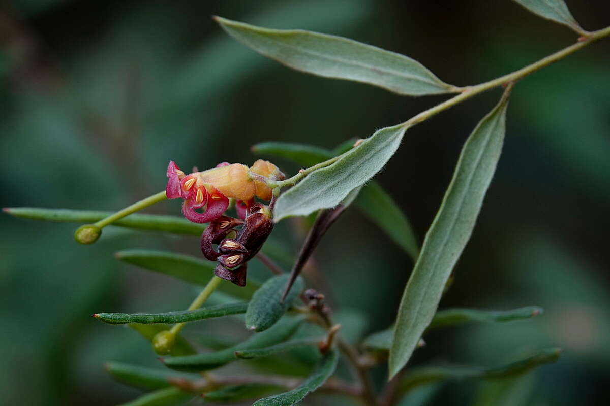 Imagem de Grevillea arenaria subsp. arenaria