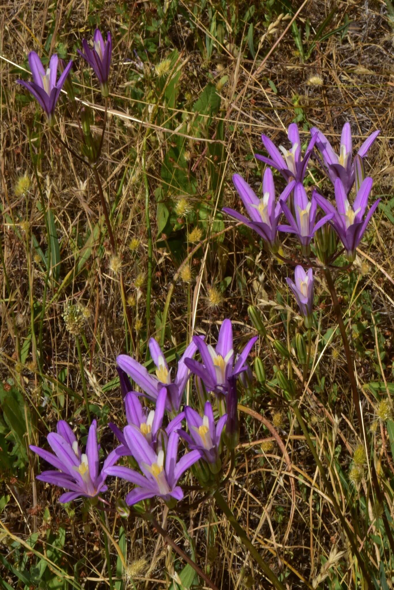 Image of Brodiaea sierrae R. E. Preston