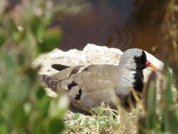 Imagem de Oena capensis capensis (Linnaeus 1766)