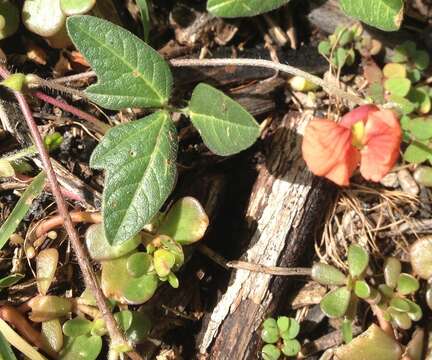 Image of variableleaf bushbean