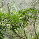 Слика од Machilus breviflora (Benth.) Hemsl.