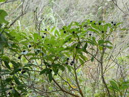 Plancia ëd Machilus breviflora (Benth.) Hemsl.