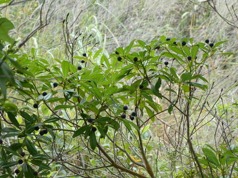 Plancia ëd Machilus breviflora (Benth.) Hemsl.