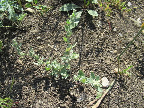 Plancia ëd Chenopodium prostratum Bunge ex Herder