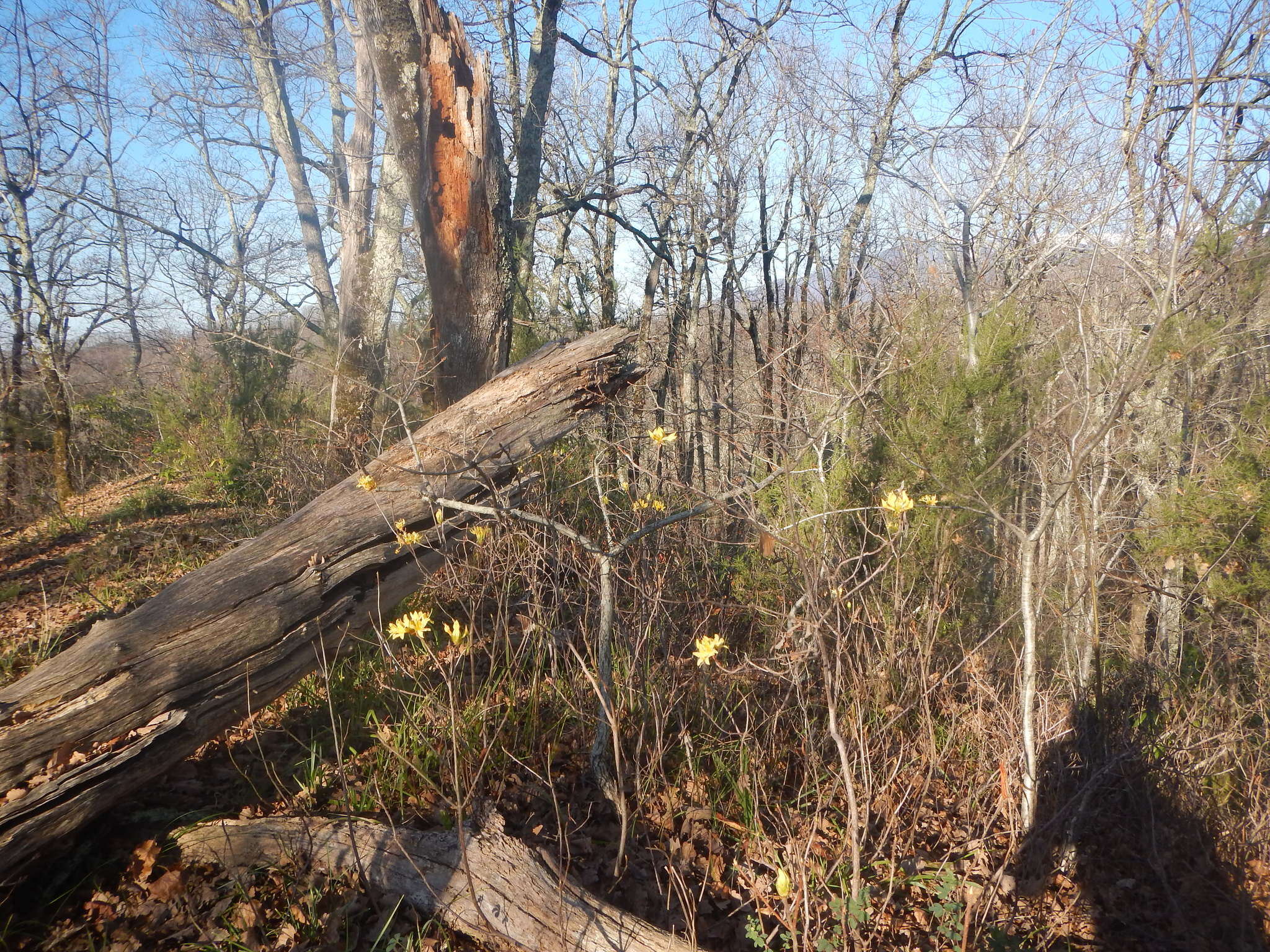 Image of Yellow Azalea