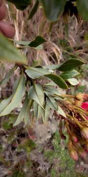 Image of Bejaria mathewsii Field. & Gardn.