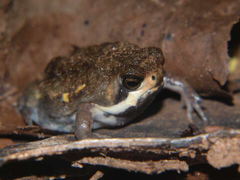 Image of Power’s Rain Frog