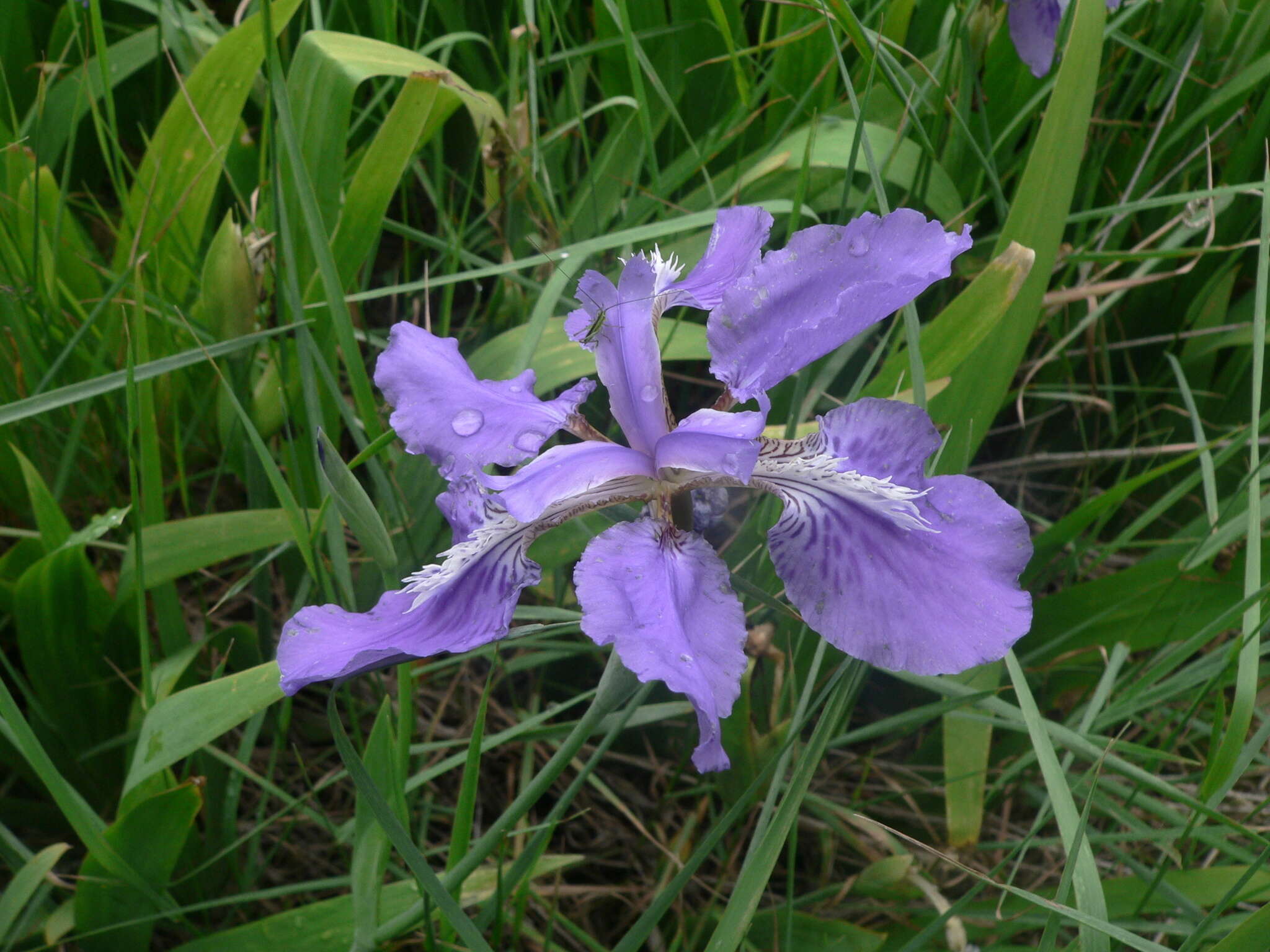 Plancia ëd Iris tectorum Maxim.