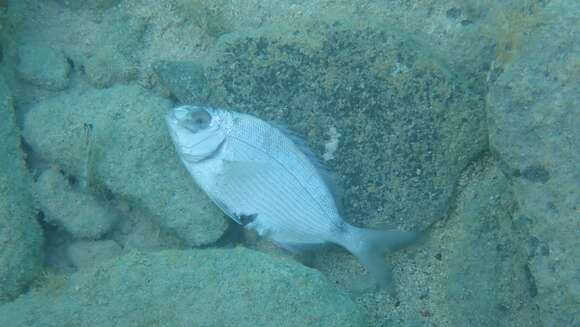 Image of Bermuda porgy