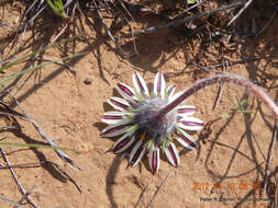 Imagem de Hirpicium armerioides (DC.) Roessler