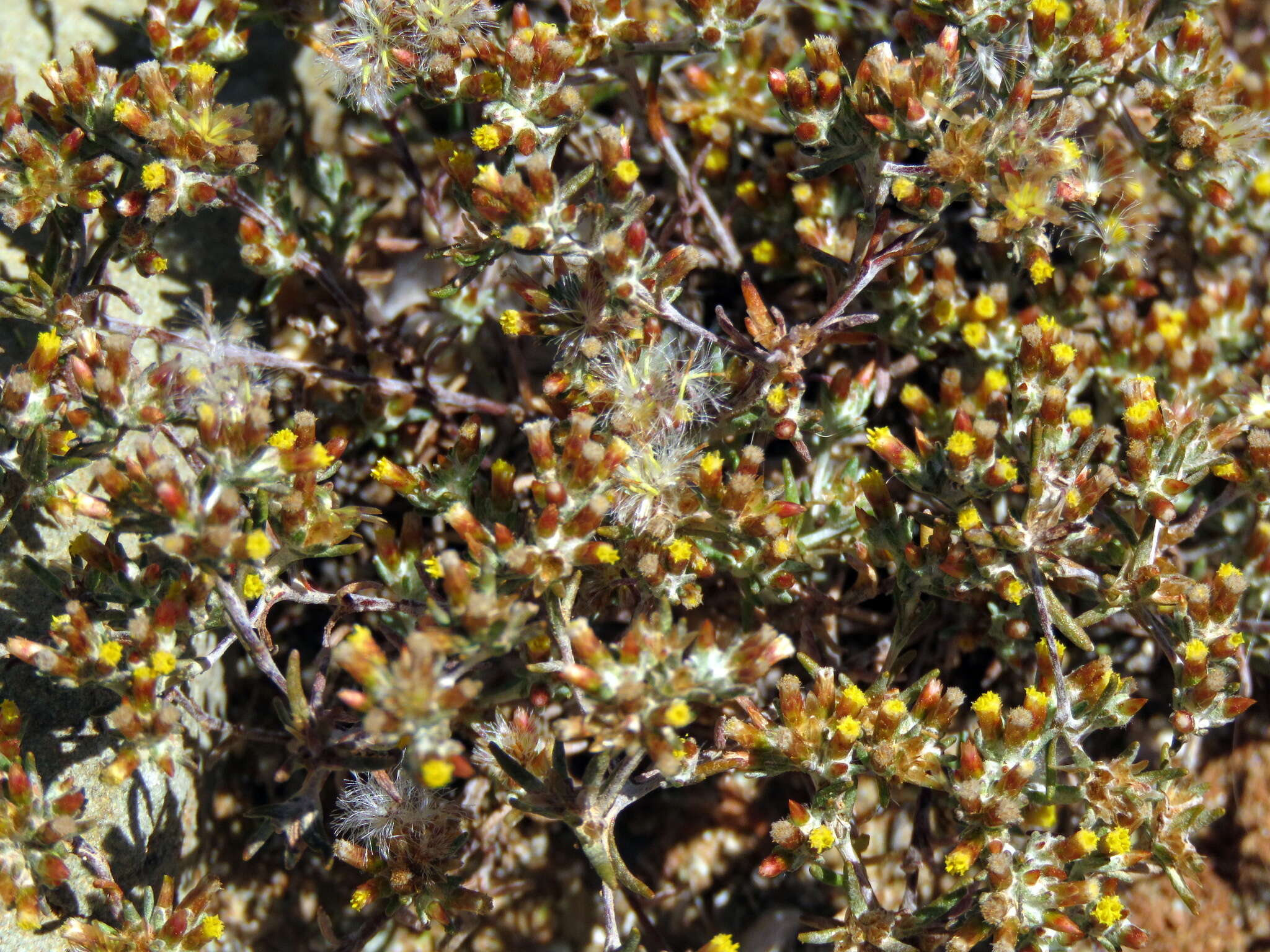 Image de Helichrysum asperum var. appressifolium (Moeser) Hilliard