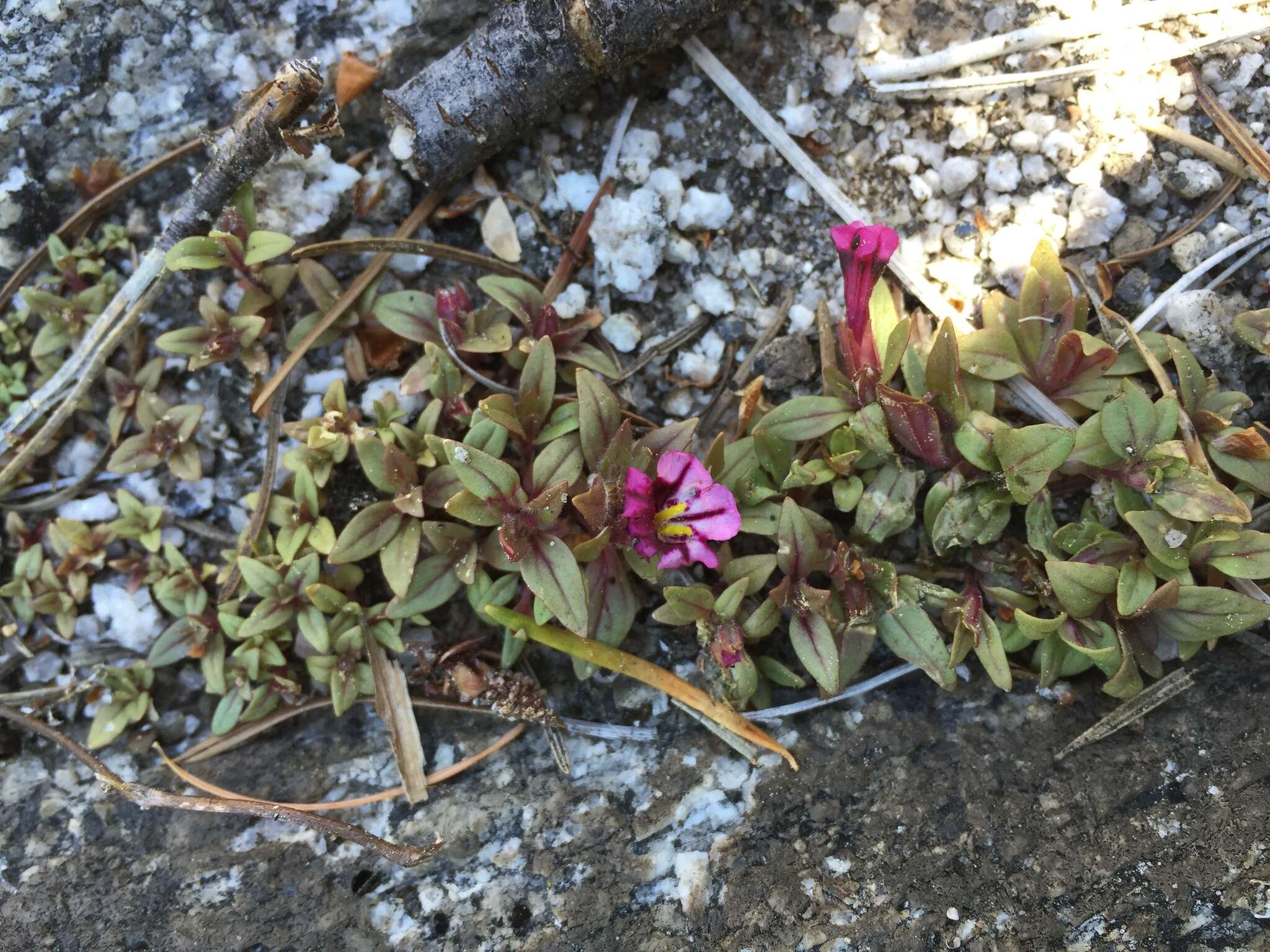 Image of Layne's monkeyflower