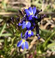 Image de Lobelia comosa L.