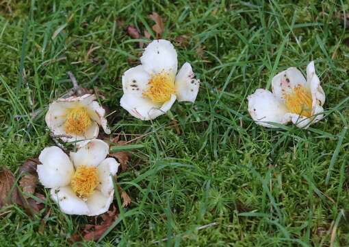 Imagem de Stewartia monadelpha Siebold & Zucc.