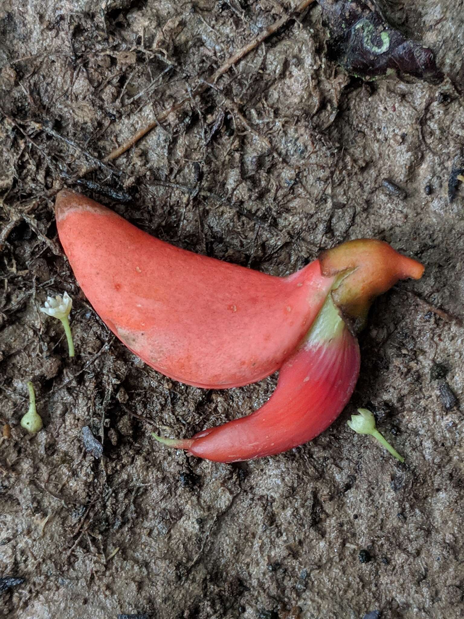 Image of Erythrina ulei Harms