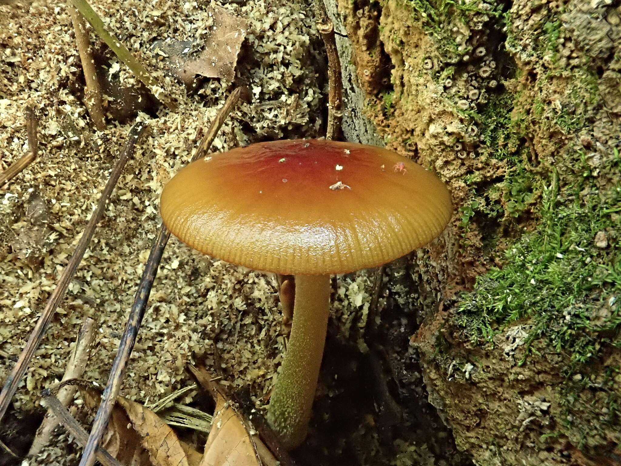 Image of Bolbitius callistus (Peck) Watling 1977