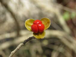 Image de Trichilia trifolia L.