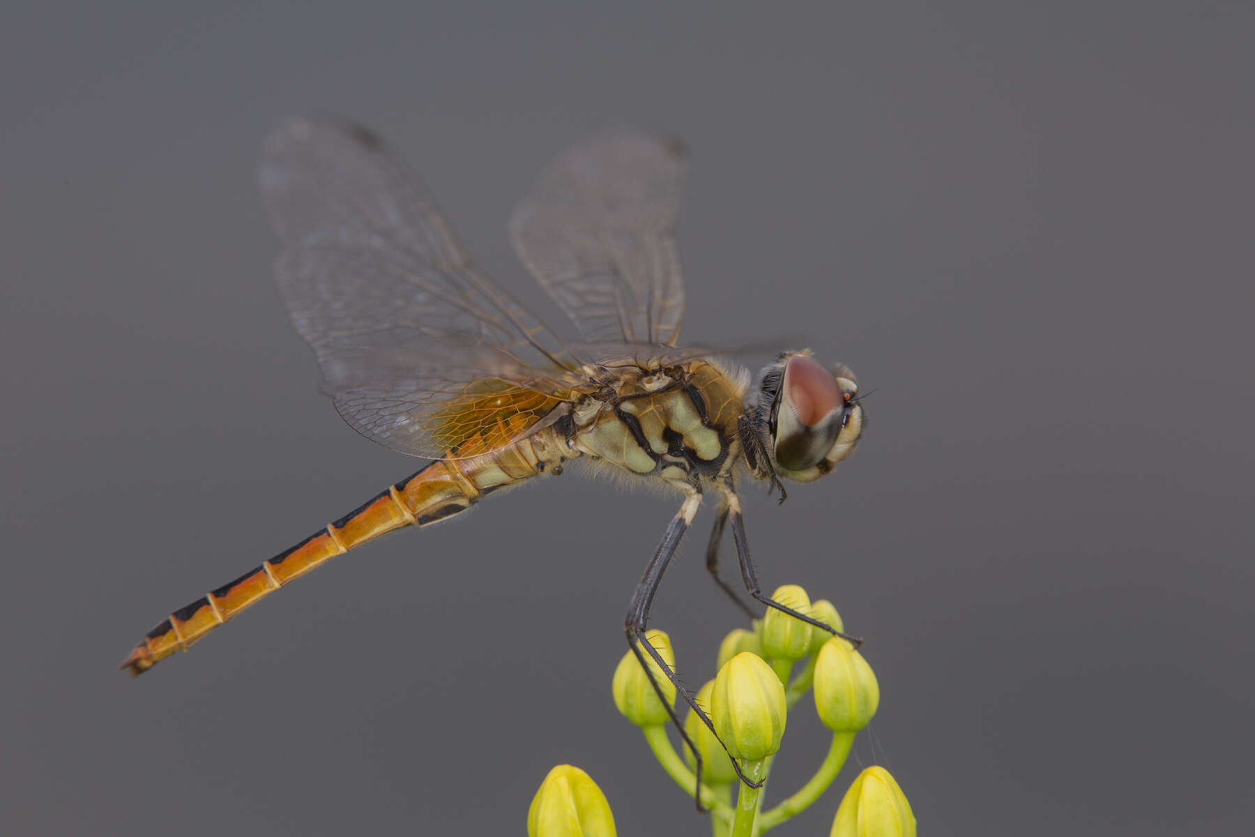 Image of Coastal Glider