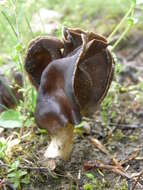 Helvella monachella (Scop.) Fr. 1822 resmi