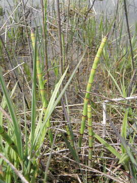 Image of smooth horsetail