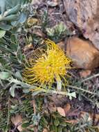 Image de Leucospermum profugum Rourke