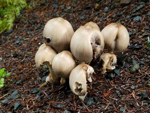 Coprinopsis atramentaria (Bull.) Redhead, Vilgalys & Moncalvo 2001 resmi