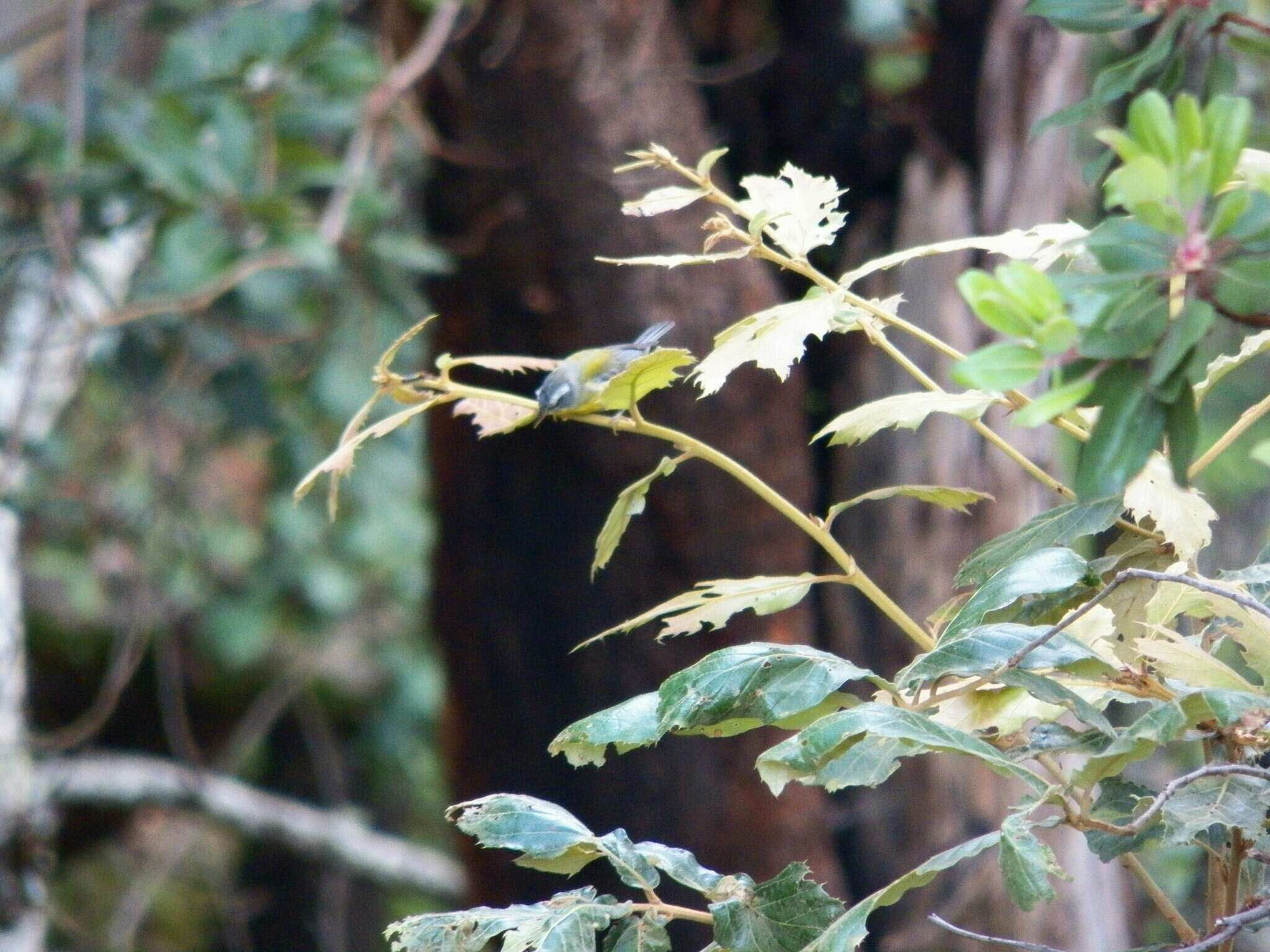 Image of Crescent-chested Warbler