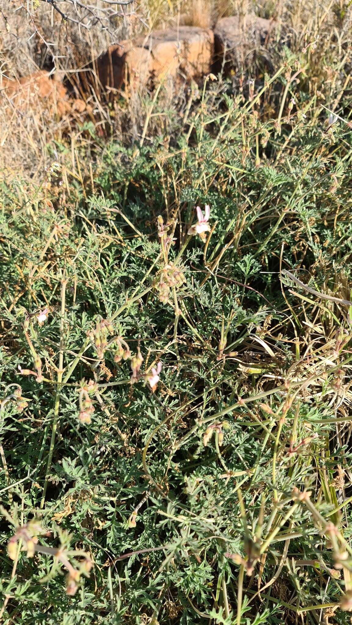 Image of Rock pelargonium