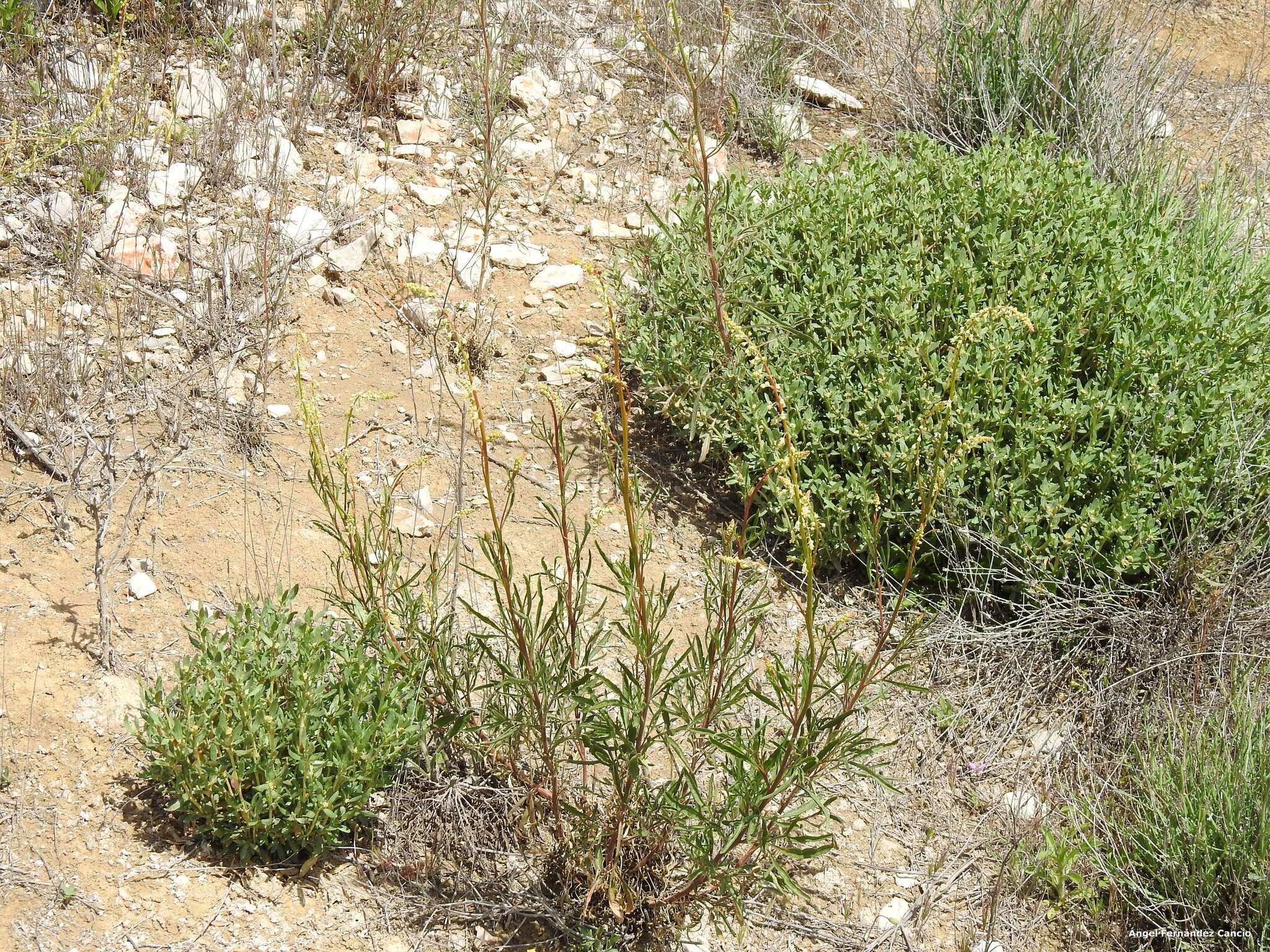 Image of Helianthemum squamatum (L.) Pers.