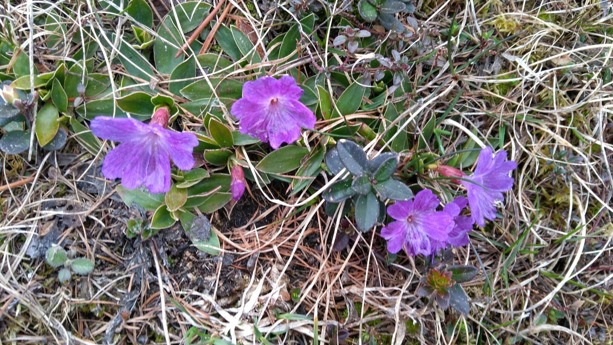 Image of Primula wulfeniana Schott