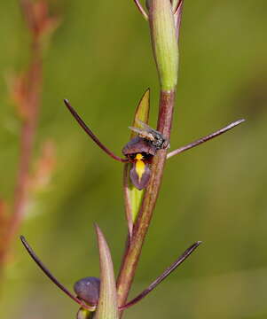 Image of Bird's-mouth orchid