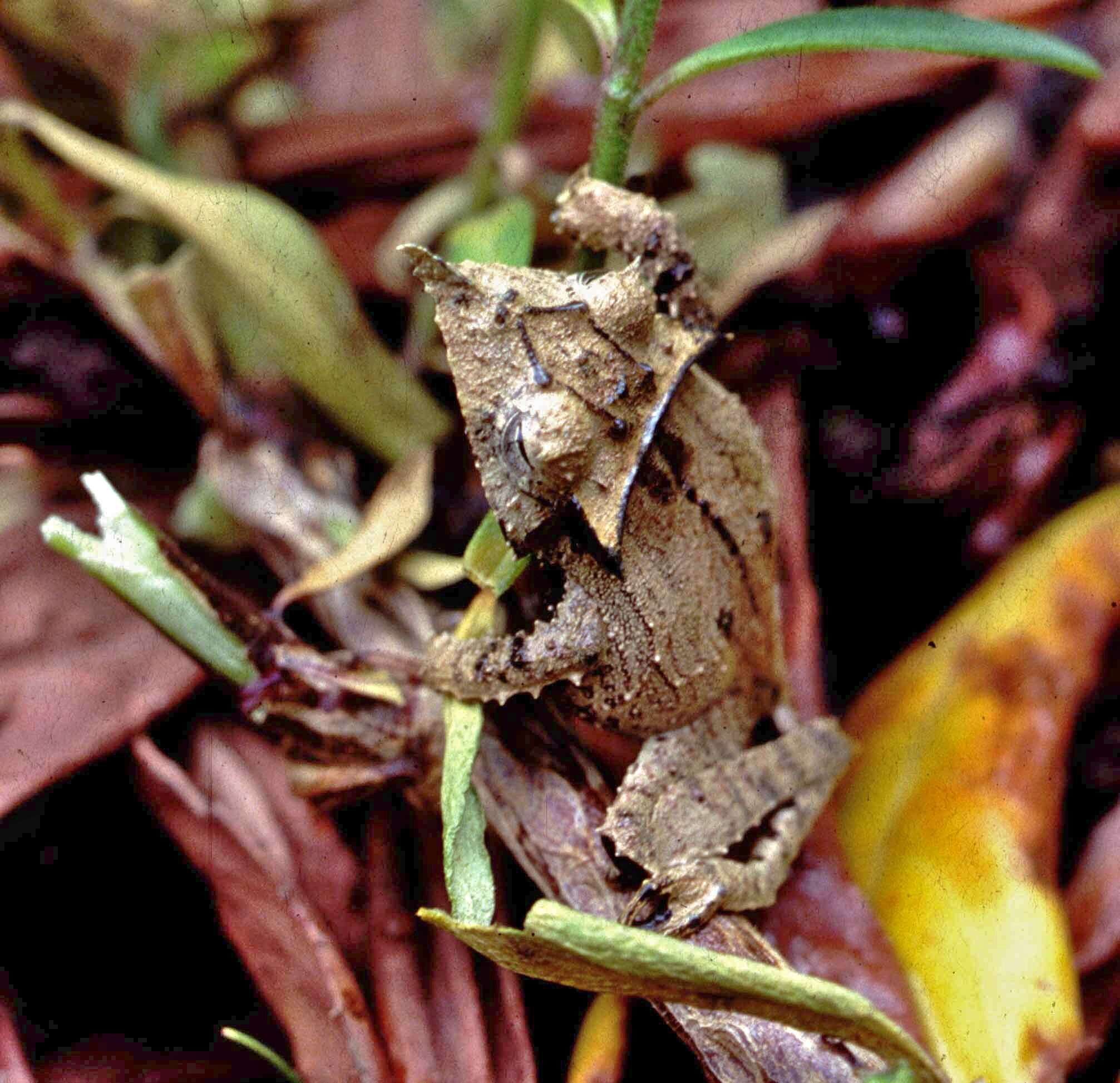 Image of Sumaco Horned Treefrog