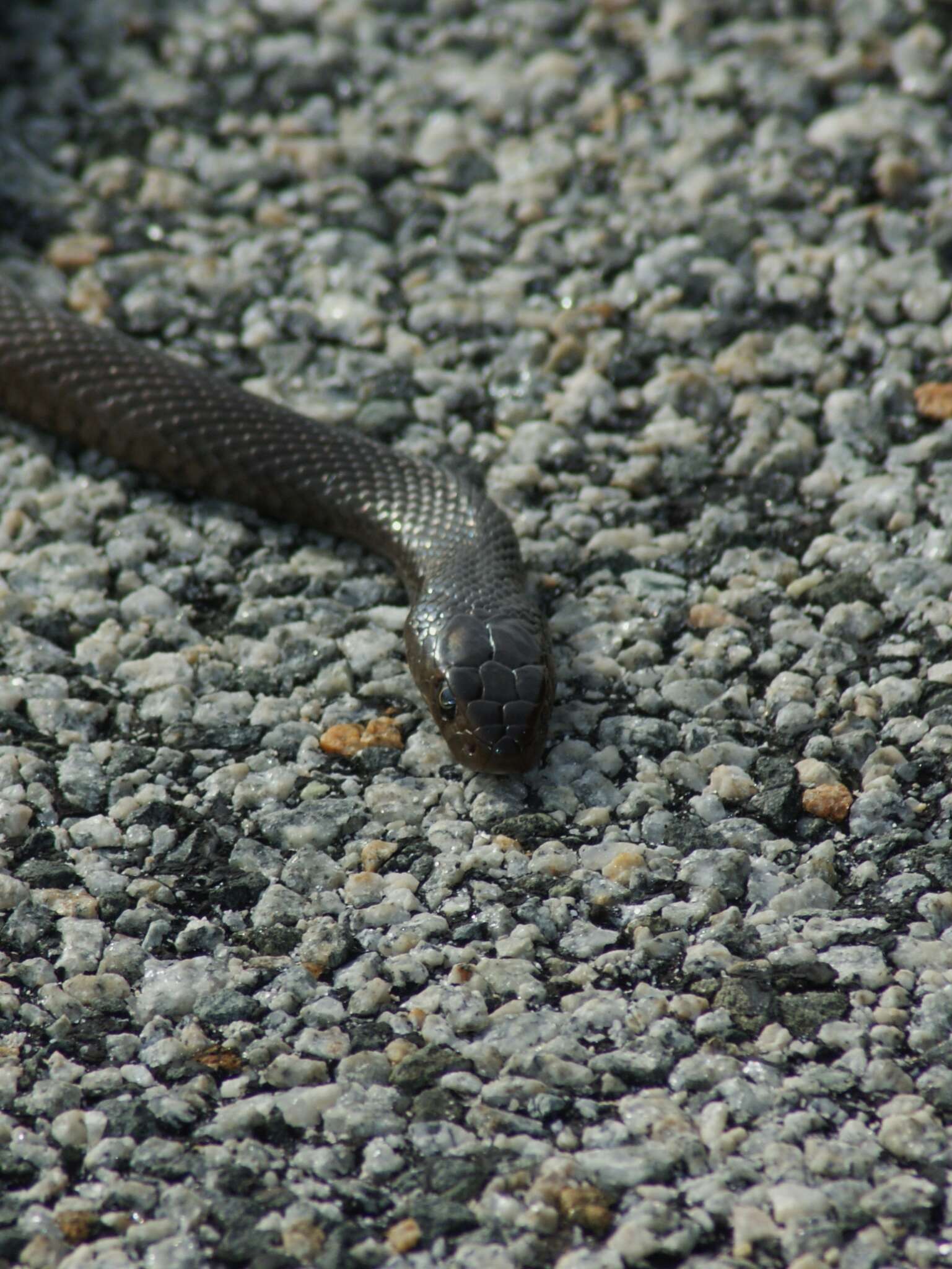 Image of Pseudonaja affinis exilis Storr 1989