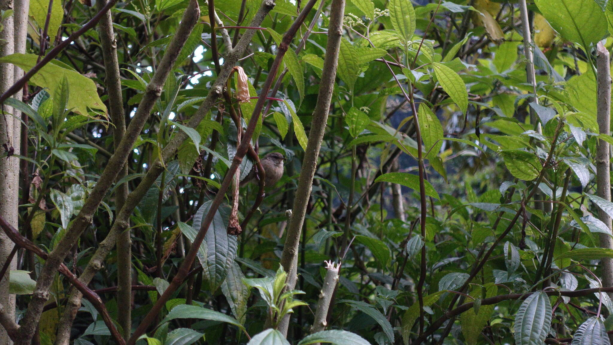 Image of Aberrant Bush Warbler