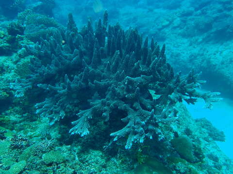 Слика од Acropora abrotanoides (Lamarck 1816)