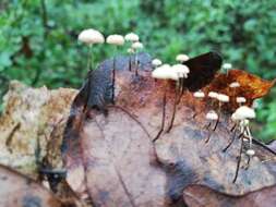 Imagem de Marasmius bulliardii Quél. 1878