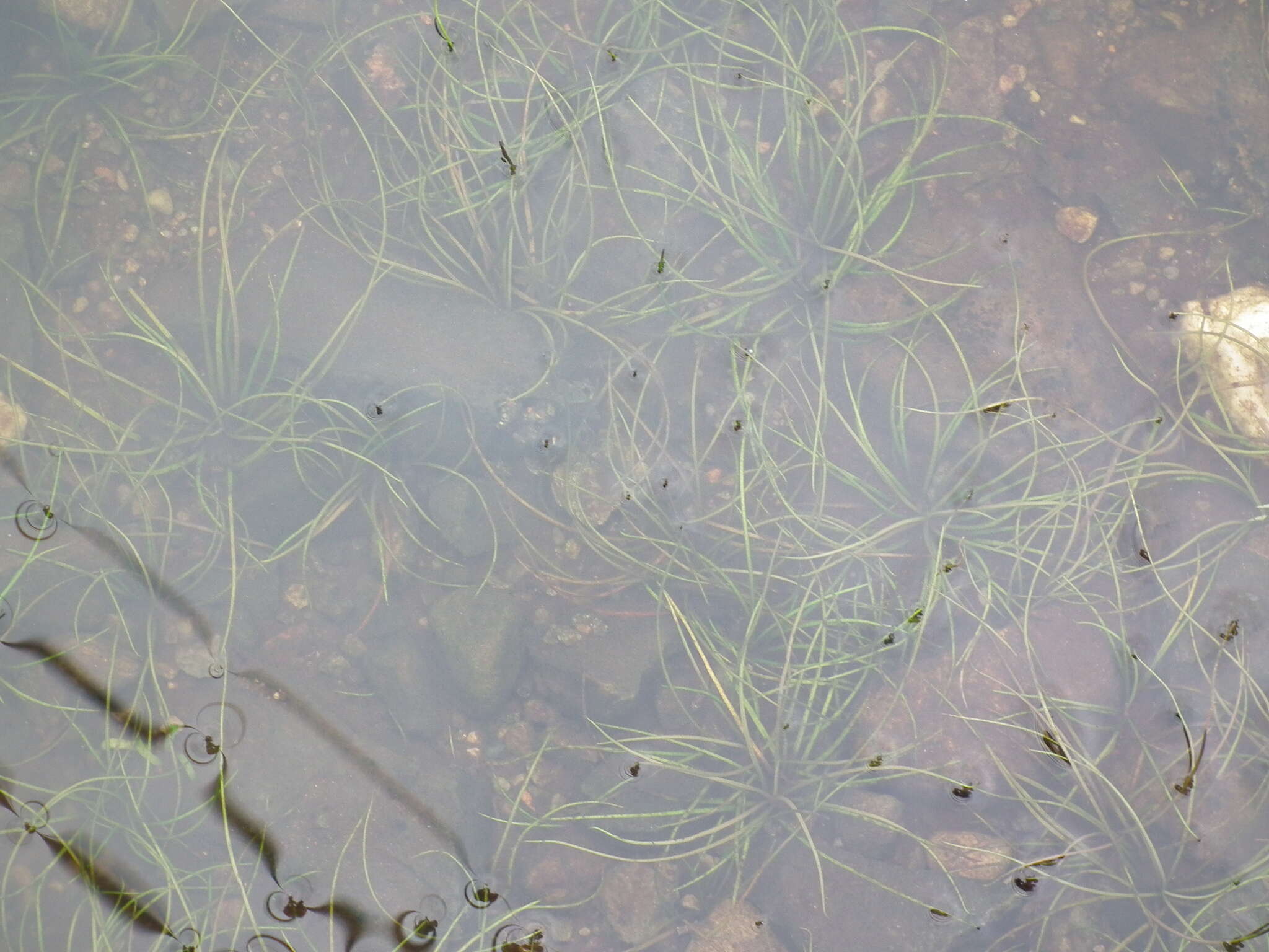 Image of Tuckerman's quillwort