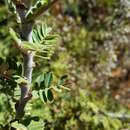 Image of Caragana sukiensis C. K. Schneid.