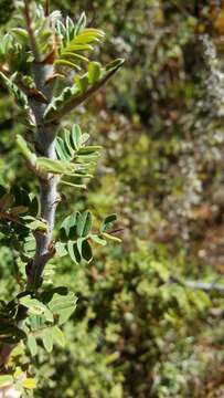 Image of Caragana sukiensis C. K. Schneid.