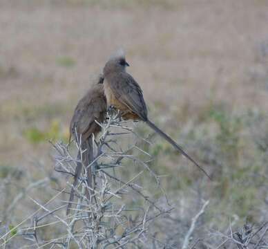 صورة Colius striatus striatus Gmelin & JF 1789