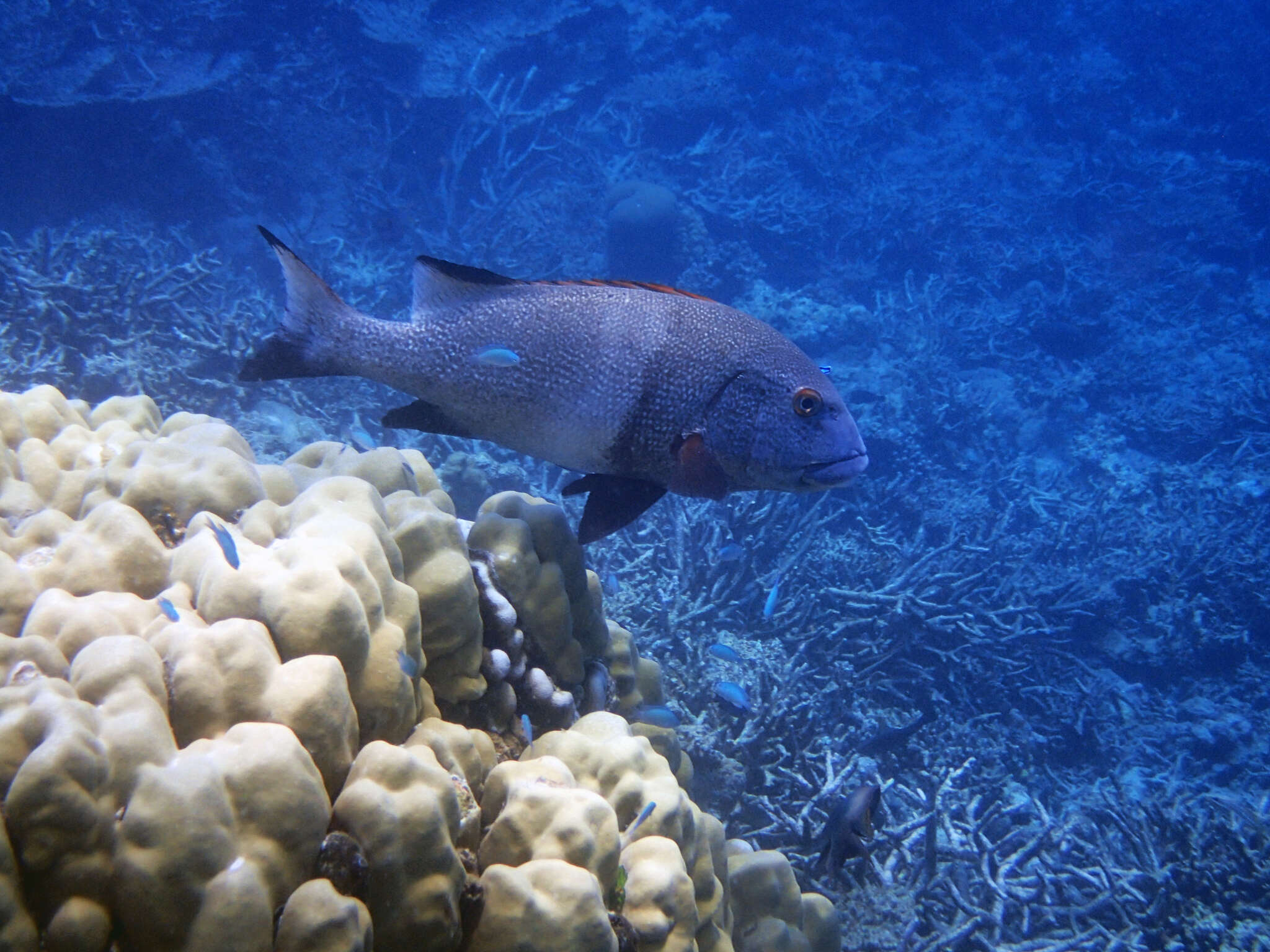 Image of Giant sweetlips