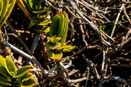 Image of Cyrtorchis arcuata (Lindl.) Schltr.