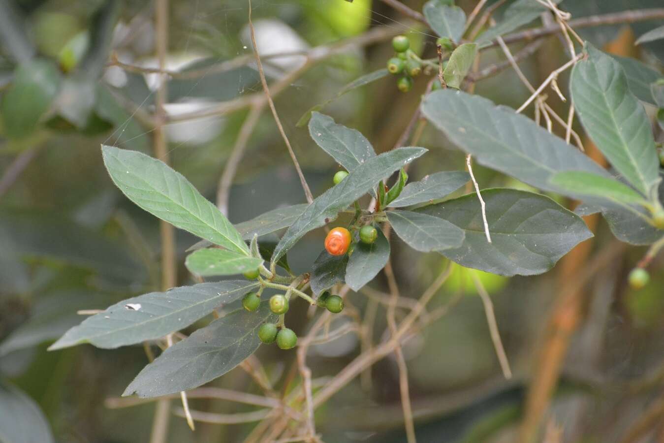 Plancia ëd Psychotria erythrocarpa Schltdl.